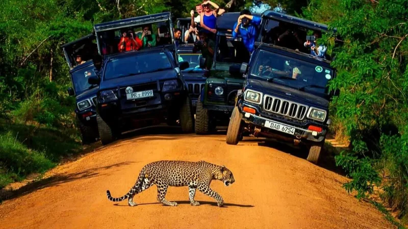 Yala National Park safari