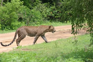Yala safari (1)