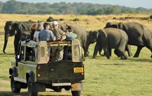 yala safari tour