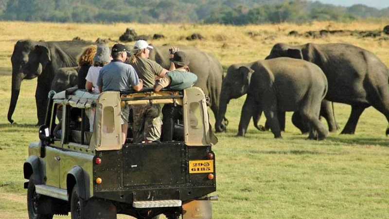 yala safari tour